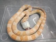 Kornnatter Albino ca 150-160cm lang - Berkheim