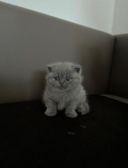 Reinrassige BKH Kitten - Wuppertal