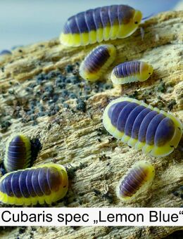 Biete Nachzuchten asiatischer Asseln Cubaris, Ardentiella - Berlin