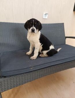 ❤️Anton - Hoffnung für 5 Geschwister - Eutingen (Gäu)