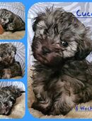 Havaneser Rüde Welpe reinrassig vergeben in 19357