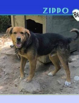 🧡ZIPPO - SEHT IHR MICH?🧡 - Alfeld (Leine)