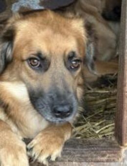 Angsthund Donald sucht verständnisvolles - München