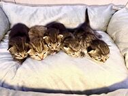 Katzenkitten -Waldkatzenmix - Bad Dürrenberg
