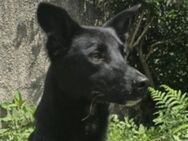 JULIO sucht Zuhause - Gefrees