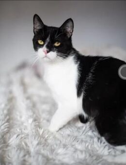 Harry ein freundlicher ,lieber Kater - Unterföhring