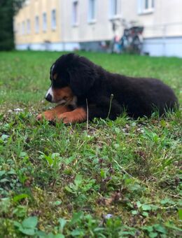 Berner Sennenhund Welpin – 4,5 Monate jung – verspielt & kinderlieb - Augsburg