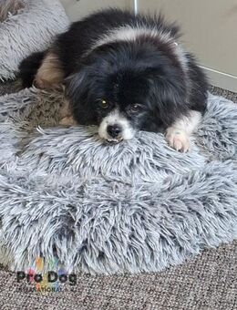 Benny auf Pflegestelle - Talkau