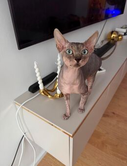Sphynx Kater mit Stammbaum - Ulm