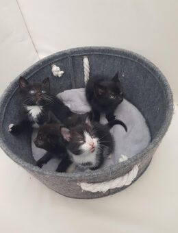 4 Baby Kitten suchen ein liebevolles neues Zuhause - Castrop-Rauxel