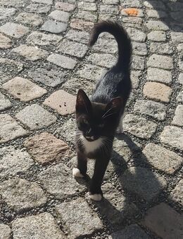 Kater zu verkaufen - Raschau-Markersbach