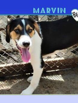 💛 MARVIN 💛 - SUCHST DU EINEN FREUND? - Alfeld (Leine)