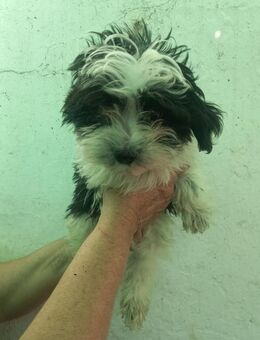 Elwood-Elinor PP kleiner Malti-Rocksta - Neustadt (Rübenberge)