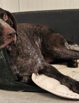 FIENCHEN - voller Liebe & freundlich - Weilheim (Oberbayern)