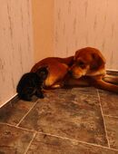 Labrador Mix Rüden in 37308