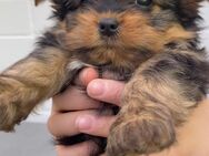 Yorkshire Terrier Mädchen - Essen