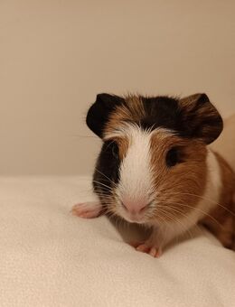 Kleiner Mann sucht Traum Zuhause - Weißenfels Leißling