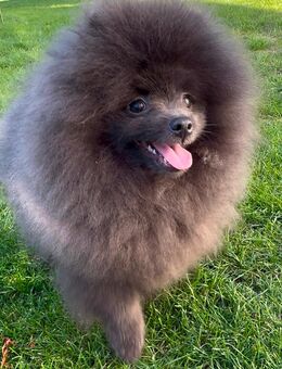 Zwergspitze Pomeranian Welpen mit Stammbaum - Saarlouis Zentrum