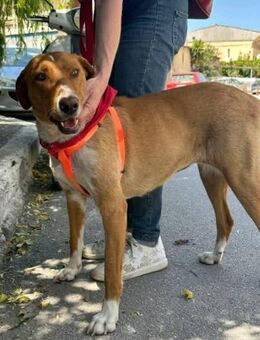 Cinnamon sucht ihre für immer Familie! - Krefeld