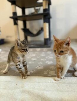 Max und Leo aus dem Tierschutz - Grevenbroich