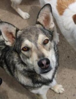 Mungo sucht sein Glück - Celle