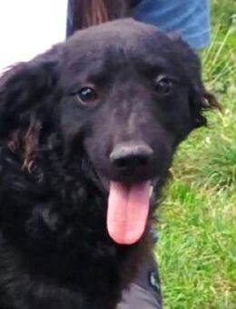 Hundejunge ALVARO - Gefrees