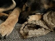 Schäferhund Labrador Welpe, weiblich, 4 Monate alt - Neustadt (Rübenberge)