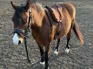 Individueller Reitunterricht/ Reittherapie/ Pferdepflege - Ochsenfurt