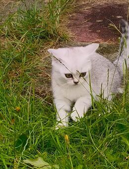Burmilla Kater weiss in Bielefeld Brackwede zu verkaufen - Bielefeld Brackwede