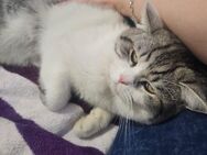 Kater abzugeben weil er Freigang braucht - Oberhausen Zentrum