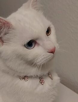 Katzen zu verkaufen - Weikersheim