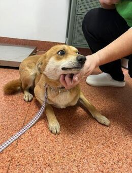 Charlize sucht eine liebevolle Familie! - Beltheim