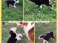 Australian Shepherd Welpen - Hötensleben