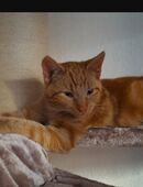 Deckkater anzubieten in 30982