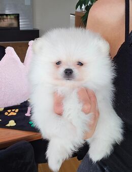 Pomeranian Minispitz - Regensburg
