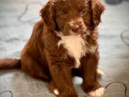 Aussiedoodle Welpen, Australian Shepherd x Kleinpudel - Stadtlauringen