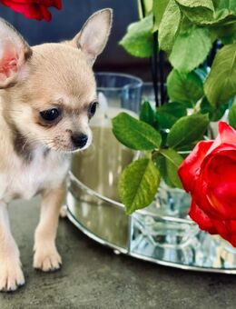 Chihuahua Hündin 6 Monate - Langenfeld (Rheinland) Zentrum