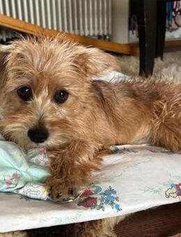 Möhre - supersüß,kuschelig&fröhlich - Löwenberger Land