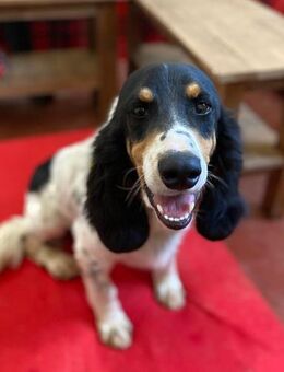 Liebenswerter ZIGGY - Sandhausen