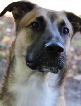 Australien Sheppard Mix 3 Jahre Rüde in erfahrene Hände abzugeben - Konz