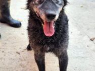 OldBoy ♥Billy♥ Senior sucht Treue+Liebe - Hamburg