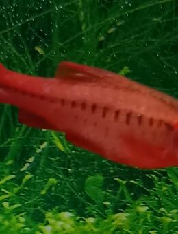 Bitterlingsbarbe - Hohenroth