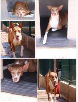 Simba sucht das Glück - Gladbeck