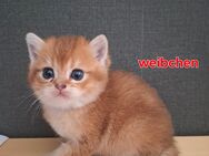 Süsse Bkh kitten - Anröchte