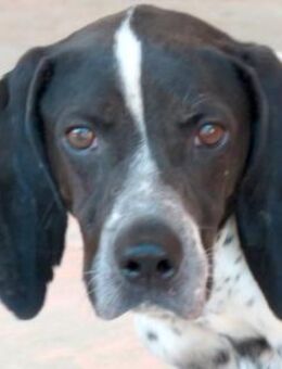 Max 12 -freundlich, teilw.noch unsicher- - Oldenburg