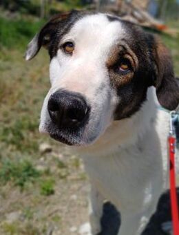 🐾✨Traumhund Denver✨🐾 - Eislingen (Fils)