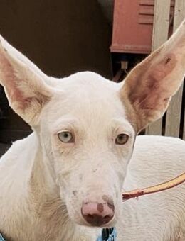 Bombon, freundlich, neugierig, offen - Westerholt