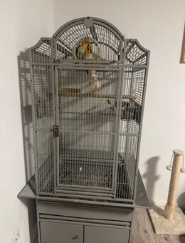 Ein Paar Rostkappenpapagei - Wiesbaden