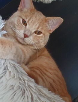 Bkh kater jung orange rot - Worms