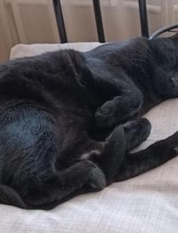 Kuschelkater Blacky sucht dich - Esslingen (Neckar)